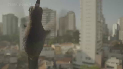 Gut Cleanse - Gut and Colon Support Supplement, Non-GMO Formula, 60 Capsules (1PCS)